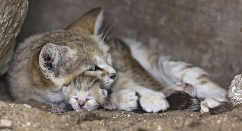 Illustration for article titled Surprise Sand Kittens are the Best Sand Kittens